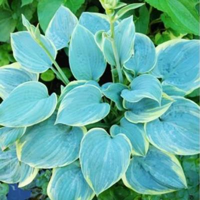 Hosta 'Blue Flame'